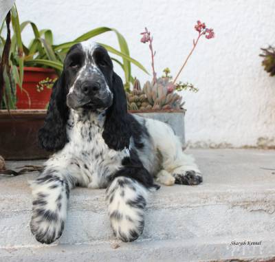 Cocker Spaniel Ingls