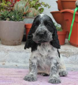 Cocker Spaniel Ingls