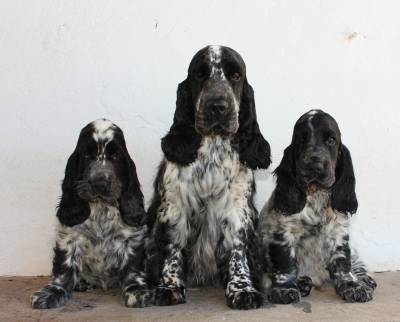 Cocker Spaniel Ingls