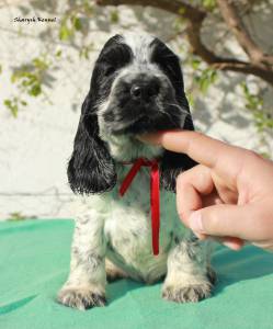 Cocker Spaniel Ingls