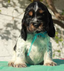 Cocker Spaniel Ingls