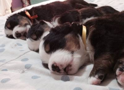 CANIL ANJOS DO ORYPABA - BERNESE MOUNTAIN DOG