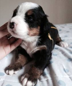 CANIL ANJOS DO ORYPABA - BERNESE MOUNTAIN DOG