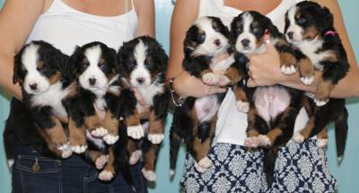 CANIL ANJOS DO ORYPABA - BERNESE MOUNTAIN DOG