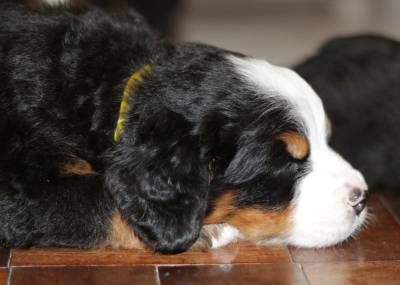 CANIL ANJOS DO ORYPABA - BERNESE MOUNTAIN DOG