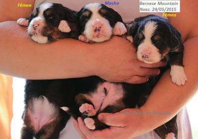 CANIL ANJOS DO ORYPABA - BERNESE MOUNTAIN DOG