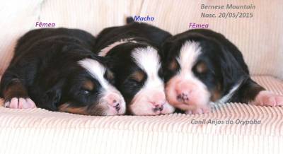 CANIL ANJOS DO ORYPABA - BERNESE MOUNTAIN DOG