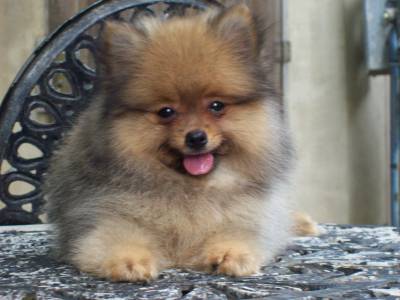 spitz alemão spitz alemão