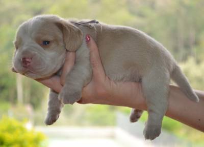 FILHOTES DE BEAGLE PED CBKC CANIL FITTIPALDI