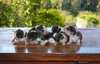 FILHOTES DE BEAGLE PED CBKC CANIL FITTIPALDI