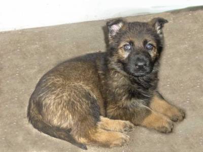 Cachorros Pastor Alemo Pretos e Lobeiros