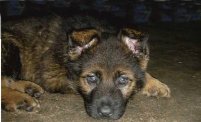 Cachorros Pastor Alemo Pretos e Lobeiros