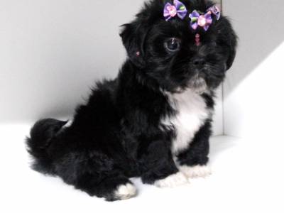 SHIH-TZU LINDOS FILHOTES EM CURITIBA