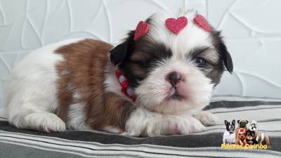 SHIH-TZU LINDOS FILHOTES EM CURITIBA