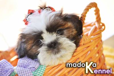 Shih Tzu - Goiania