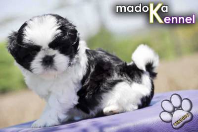 Shih Tzu - Filhotes - Goiania - Goias