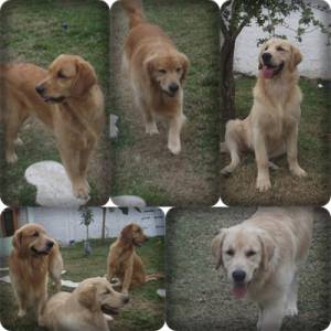 Filohtes de Golden Retriever