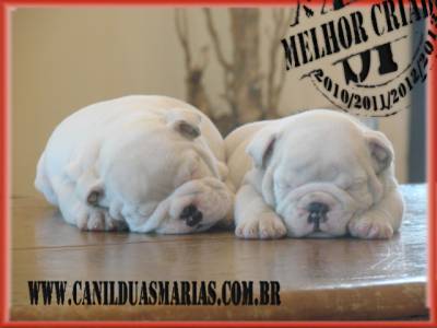 filhotes bulldog ingls  - Canil Duas Marias