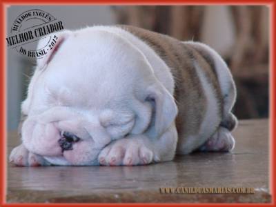 bulldog ingls - Canil Duas Marias