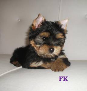 YORKSHIRE TERRIER YORKSHIRE TERRIER