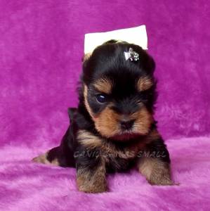 Yorkshire terrier