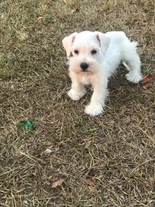 Schnauzer mini Sal e Pimenta Prata