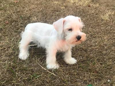 Schnauzer mini Sal e Pimenta Prata