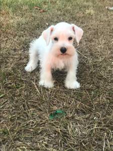 Schnauzer mini Sal e Pimenta Prata