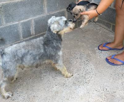 Schnauzer mini Sal e Pimenta Prata