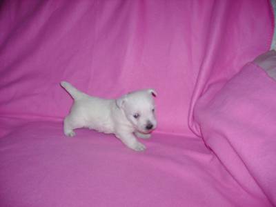 West Highland White Terrier