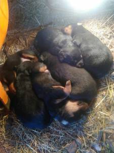 Cachorros Rottweiler para venda