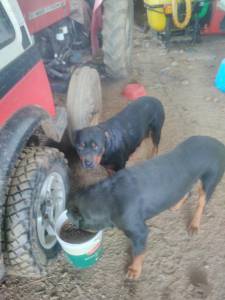 Cachorros Rottweiler para venda