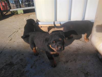 Cachorros Rottweiler para venda