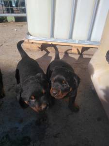 Cachorros Rottweiler para venda