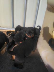 Cachorros Rottweiler para venda