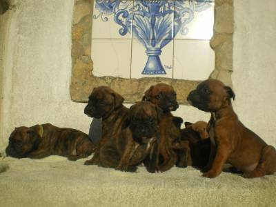 Boxeres puros Boxeres puros