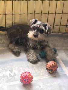 Schnauzer Branco ou Sal e Pimenta mini