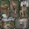 Golden Retriever FILHOTES DE GOLDEN RETRIEVER 