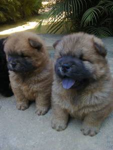 filhotes de chow chow