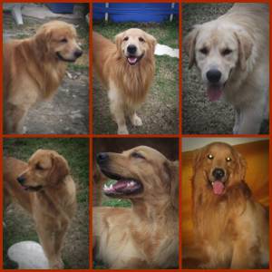 Golden Retriever Venda