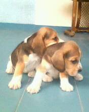 APROVEITE - Lindos Filhotes de Beagle em PROMOO