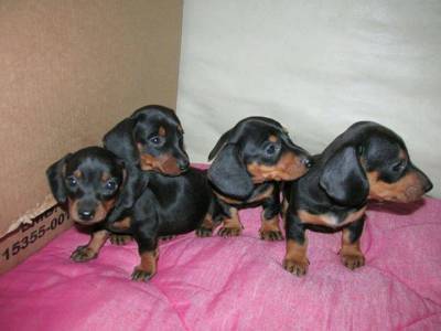 Lindos filhotes de Dachshunds  teckel  Cofap