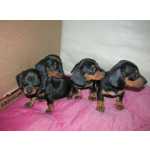 Dachshund Lindos filhotes de Dachshunds  teckel  Cofap So Paulo So Paulo