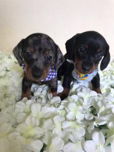 Lindos filhotes de Dachshunds  teckel  Cofap