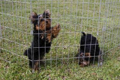 Lindos Filhotes de Yorkshire Pedigree CBKC