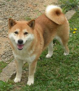 Filhotes Shiba