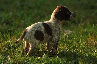 Cachorros braco alemaes   com LOP e AFIXO