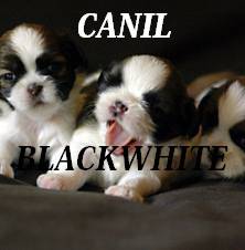 Canil BlackWhite Filhotes De Shih Tzu