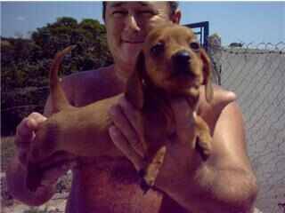 Cofap Basset Teckel Ano Dachshund