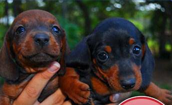 Cofap Basset Teckel Ano Dachshund